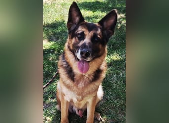 Leo ❤️ sanfter, verschmuster Familienhund