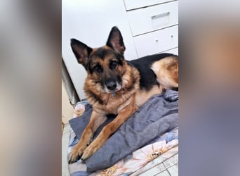 Leo ❤️ sanfter, verschmuster Familienhund