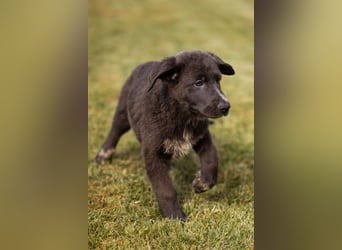 Schäfi-Mix-Bub ♥ Jasper ♥ wartet bereits in 50127 Bergheim  auf seine Für-Immer-Menschen