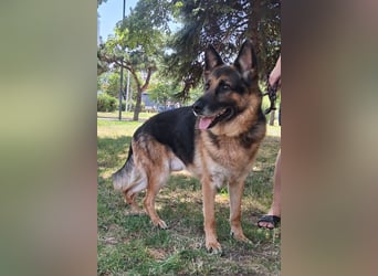 Leo ❤️ sanfter, verschmuster Familienhund