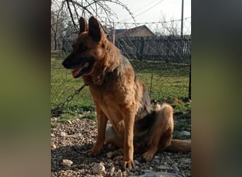 Schäfi-Mix-Lady Vučica ♥️ sucht viel Liebe, gibt viel Liebe