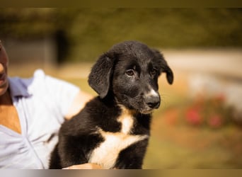 Schäfi-Mix-Welpin ♥ Eliana ♥ sucht Liebe, Geborgenheit und Abenteuer