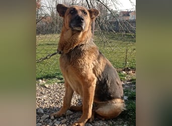 Schäfi-Mix-Lady Vučica ♥️ sucht viel Liebe, gibt viel Liebe