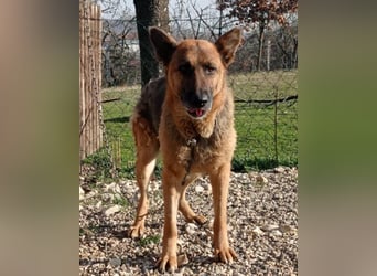 Schäfi-Mix-Lady Vučica ♥️ sucht viel Liebe, gibt viel Liebe