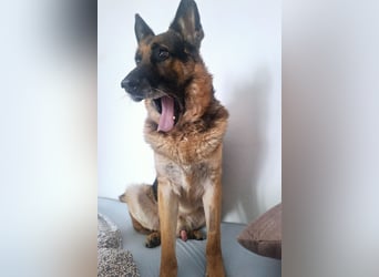 Leo ❤️ sanfter, verschmuster Familienhund