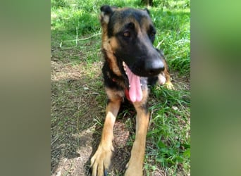 Senta ❤️ liebevolle Schäfi-Mix-Junghündin