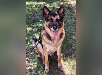 Schäfi-Mix ♥ LEO ♥ ein sanfter, verschmuster Familienhund