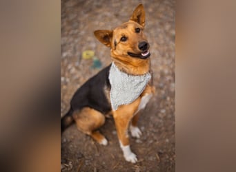 Zima ❤️ kuschlige, anhängliche Schäfi-Mix-Hündin