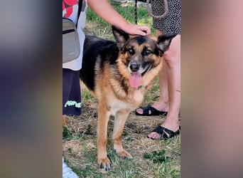 Leo ❤️ sanfter, verschmuster Familienhund