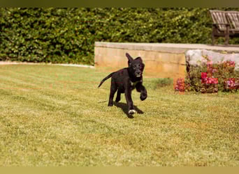 Welpe ♥ Cosmo ♥ charmanter Schäfi-Mix-Bub