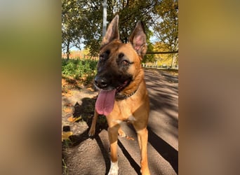 Tessa ❤️ liebe Hündin + großes Herz