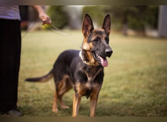 Senta ❤️ liebevolle Schäfi-Mix-Junghündin