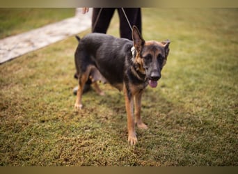 Senta ❤️ liebevolle Schäfi-Mix-Junghündin