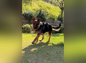 Senta ❤️ liebevolle Schäfi-Mix-Junghündin