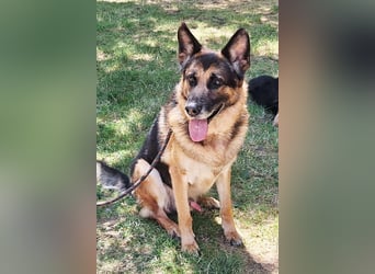 Leo ❤️ sanfter, verschmuster Familienhund