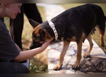 Senta ❤️ liebevolle Schäfi-Mix-Junghündin
