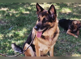 Schäfi-Mix ♥ LEO ♥ ein sanfter, verschmuster Familienhund