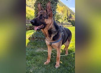 Senta ❤️ liebevolle Schäfi-Mix-Junghündin