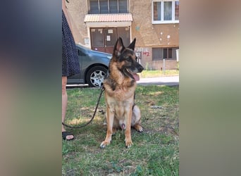 Leo ❤️ sanfter, verschmuster Familienhund