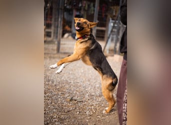 Zima ❤️ kuschlige, anhängliche Schäfi-Mix-Hündin