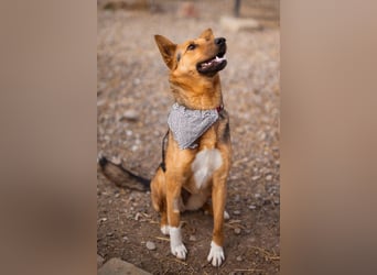 Zima ❤️ kuschlige, anhängliche Schäfi-Mix-Hündin