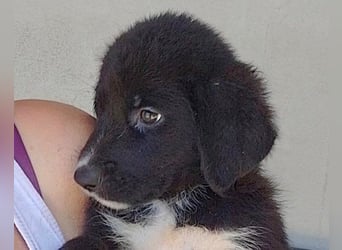 Schäfi-Mix-Welpin ♥ Eliana ♥ sucht Liebe, Geborgenheit und Abenteuer