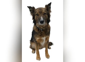 Rocky ❤️ ruhiger, zurückhaltender Bub