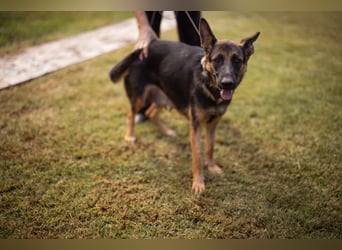 Senta ❤️ liebevolle Schäfi-Mix-Junghündin