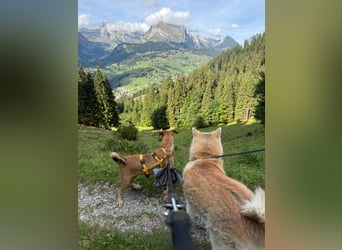 Angela: perfekte Familienhündin