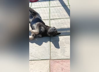 Chips - Schäferhund-Mix