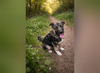 Carlo - Schäferhund-Mix