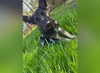 Chips - Schäferhund-Mix