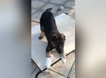 Carlo - Schäferhund-Mix