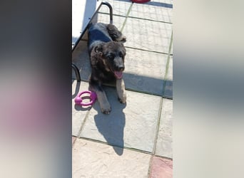 Chips - Schäferhund-Mix
