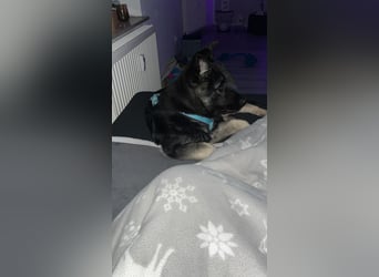 Chips - Schäferhund-Mix