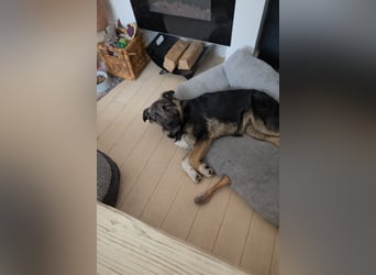 Carlo - Schäferhund-Mix