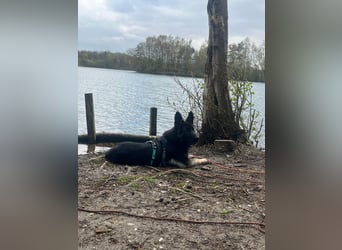 Chips - Schäferhund-Mix