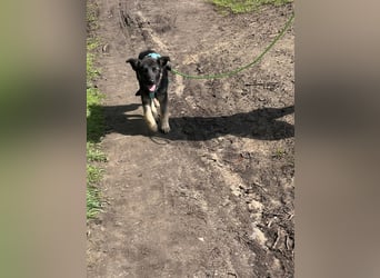 Chips - Schäferhund-Mix