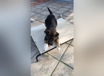 Carlo - Schäferhund-Mix