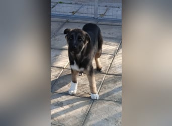 Carlo - Schäferhund-Mix