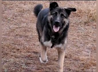 Carlo - Schäferhund-Mix