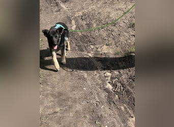 Chips - Schäferhund-Mix