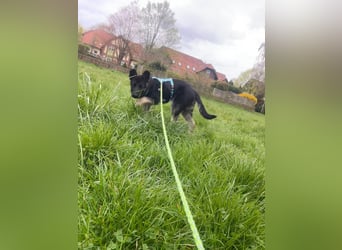 Chips - Schäferhund-Mix