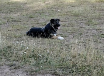 Carlo - Schäferhund-Mix