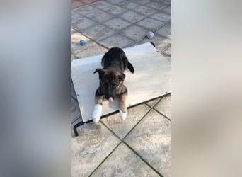 Carlo - Schäferhund-Mix