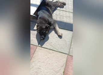Chips - Schäferhund-Mix
