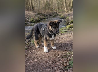 Carlo - Schäferhund-Mix