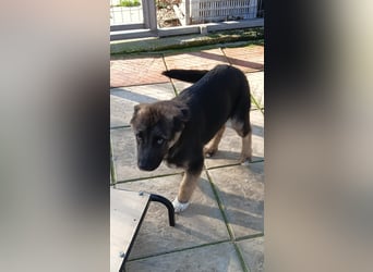 Carlo - Schäferhund-Mix