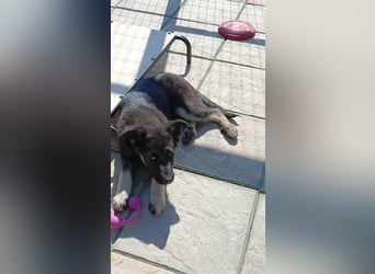 Chips - Schäferhund-Mix