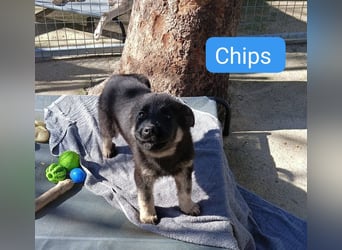 Chips - Schäferhund-Mix